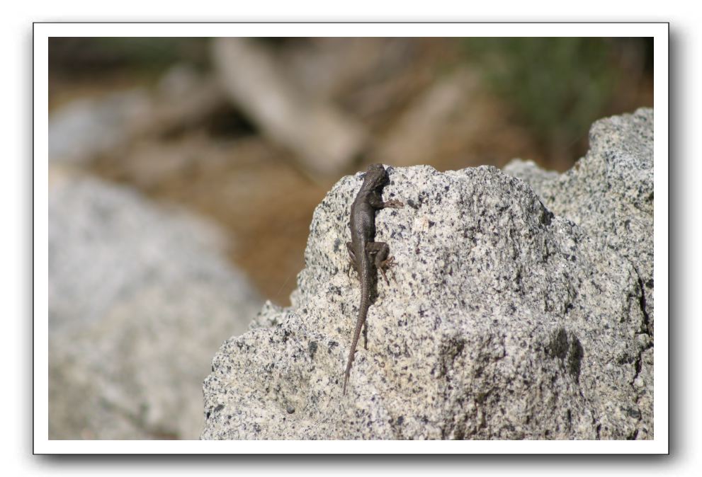 Top-of-the-Palm-Springs-Tram-0092