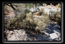 Anza Borrego and Julian Fire September 2007 013