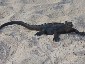 galapagos_revisited_part_4