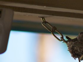 Hummingbird-Palm-Springs