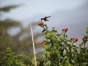 Hummingbird_Slides