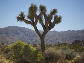 Joshua-Tree-2010-October