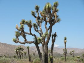 Joshua-Tree-2011