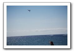 Gliders, Sand, and Surfers in Maui - 059