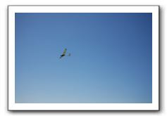 Gliders, Sand, and Surfers in Maui - 016