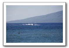 Gliders, Sand, and Surfers in Maui - 086