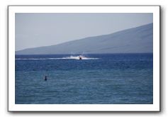 Gliders, Sand, and Surfers in Maui - 087