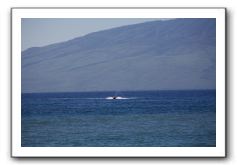 Gliders, Sand, and Surfers in Maui - 116