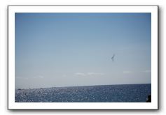 Gliders, Sand, and Surfers in Maui - 025