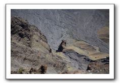 Haleakala-Volcano-Maui-294