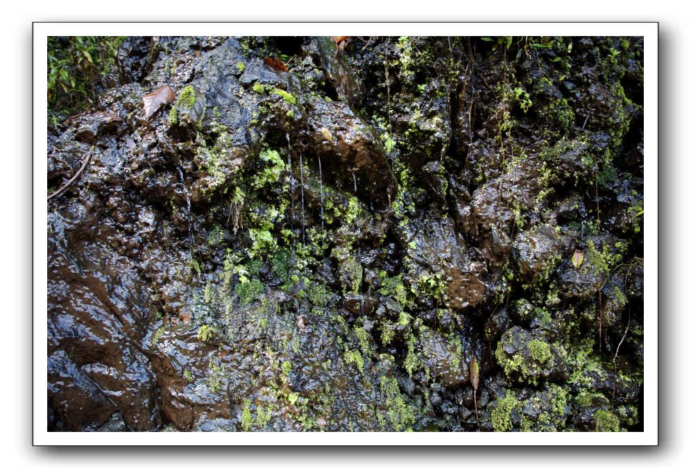 Hana-Highway-Waianapanapa-State-Park-325