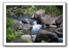 Iao-Needle-Iao-Valley-State-Park-Maui-107