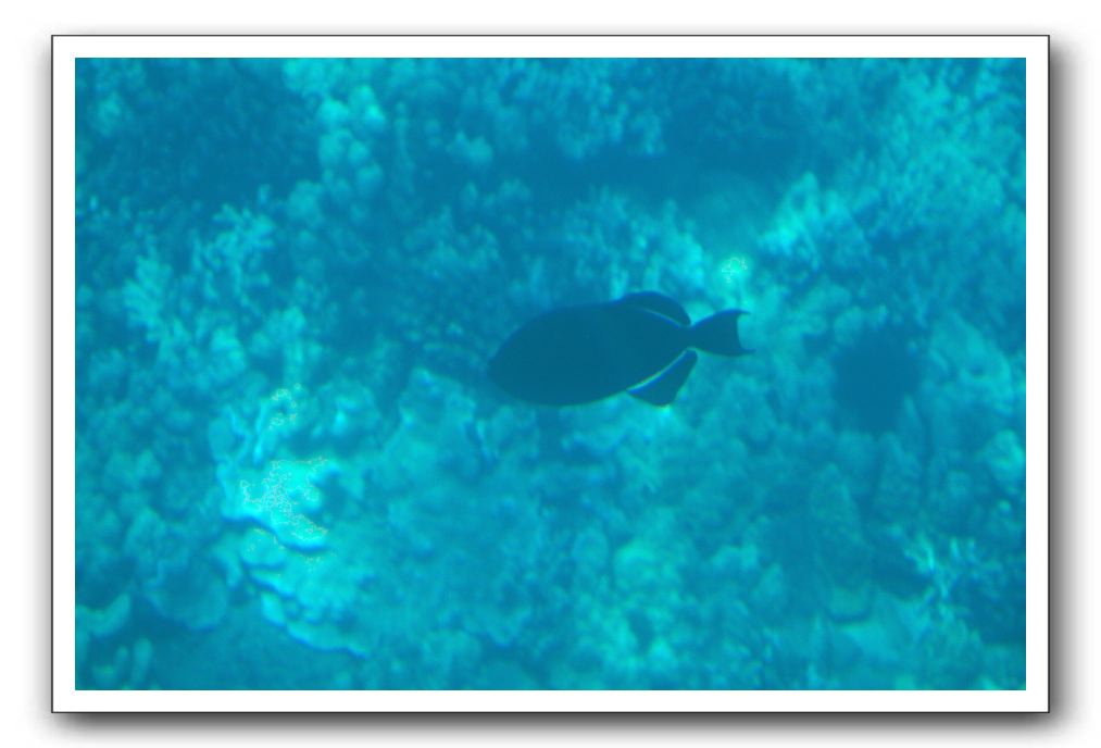 Maui-Reefdancer-100