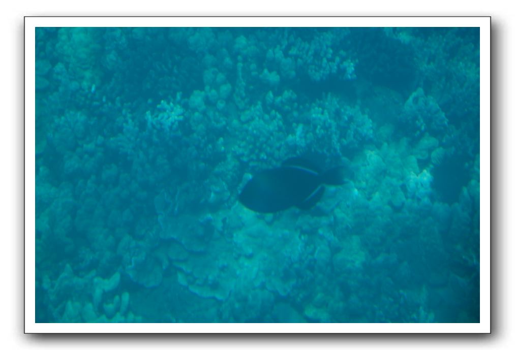 Maui-Reefdancer-101