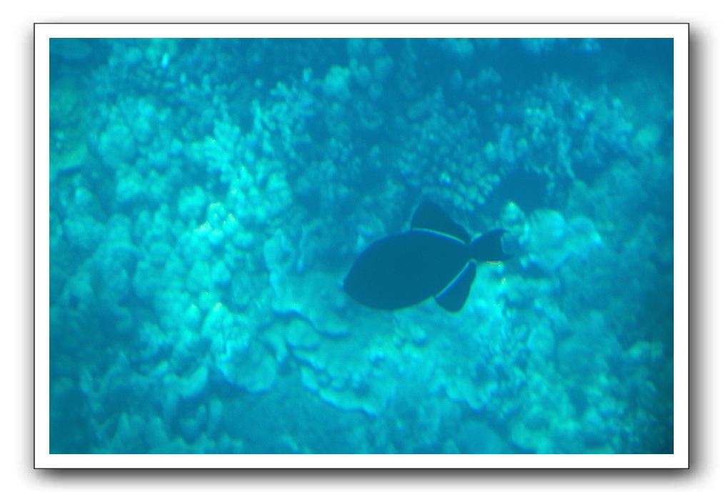 Maui-Reefdancer-102