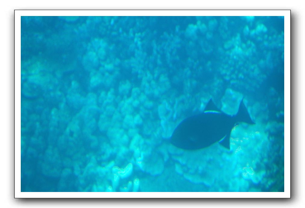 Maui-Reefdancer-103