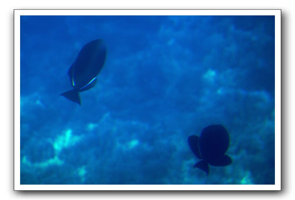 Maui-Reefdancer-104