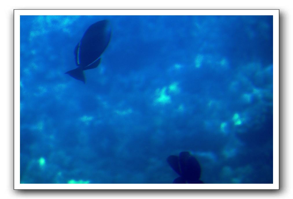 Maui-Reefdancer-105