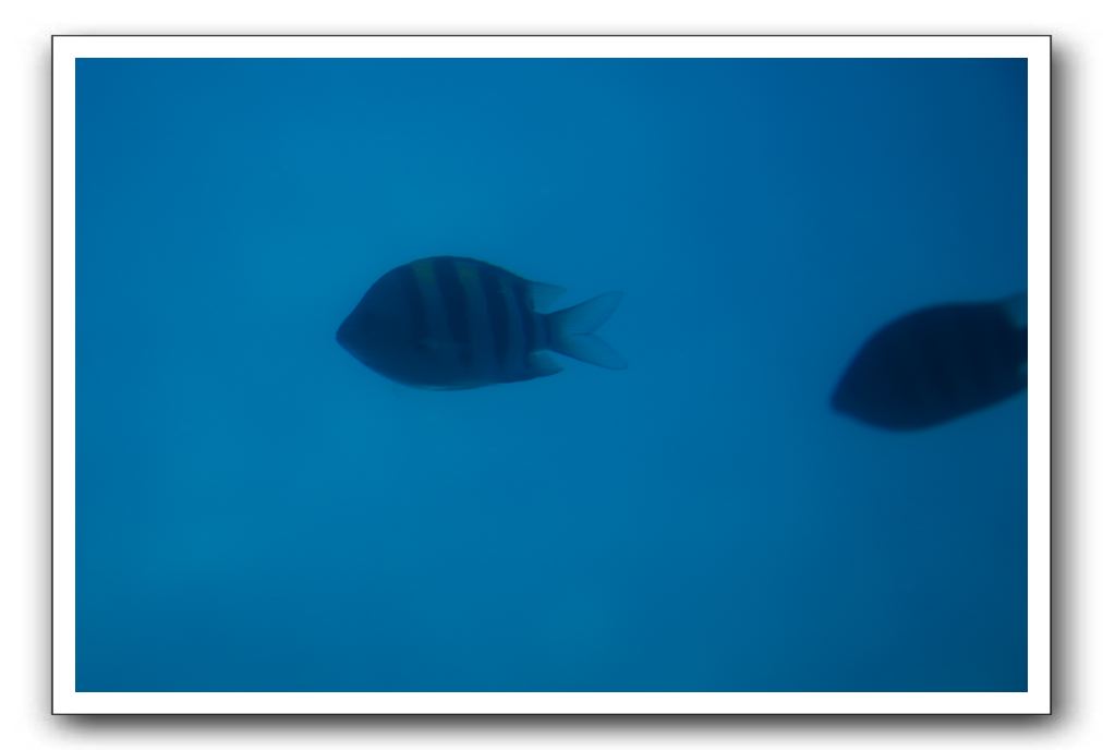 Maui-Reefdancer-107