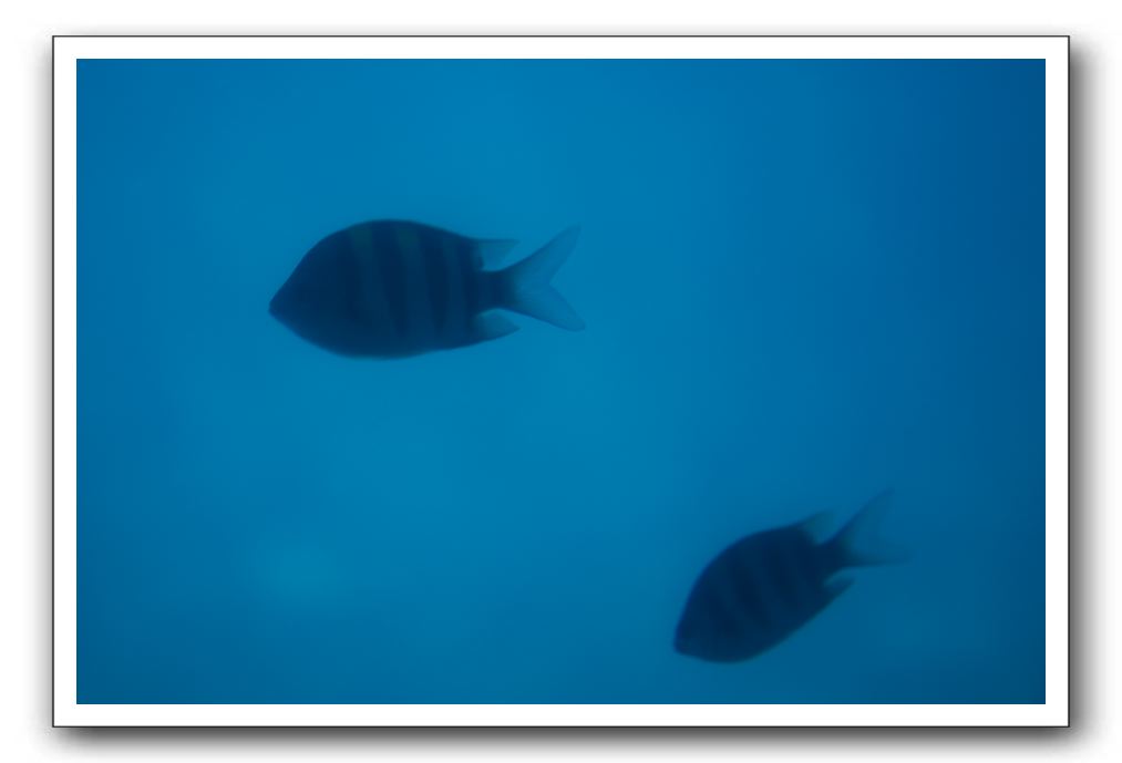 Maui-Reefdancer-108
