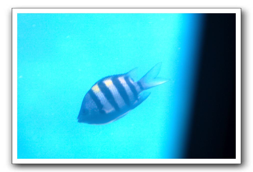 Maui-Reefdancer-109