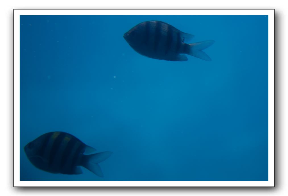 Maui-Reefdancer-110