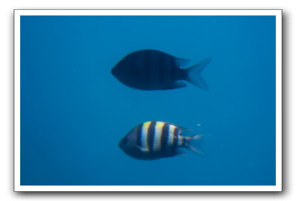 Maui-Reefdancer-112