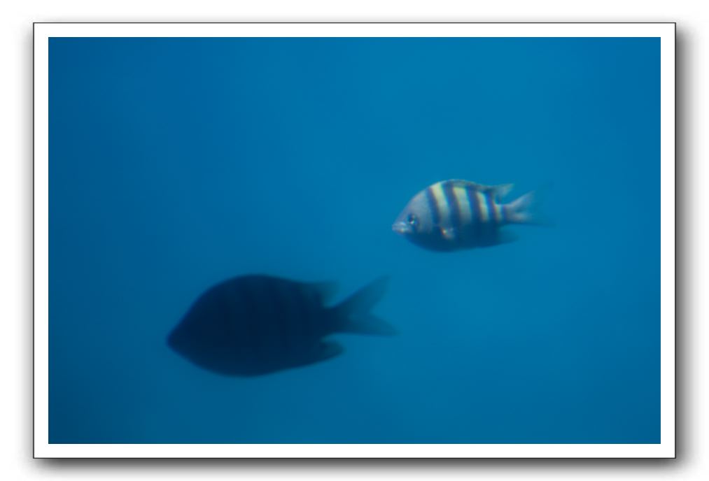 Maui-Reefdancer-113