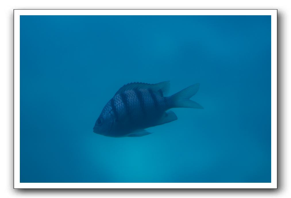 Maui-Reefdancer-115