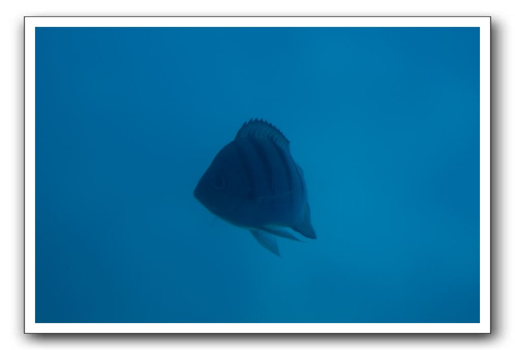 Maui-Reefdancer-116