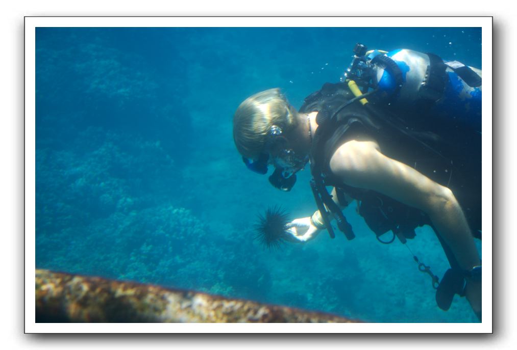 Maui-Reefdancer-118