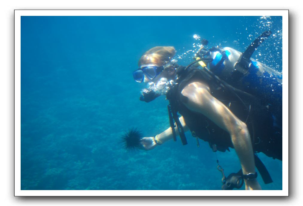 Maui-Reefdancer-119