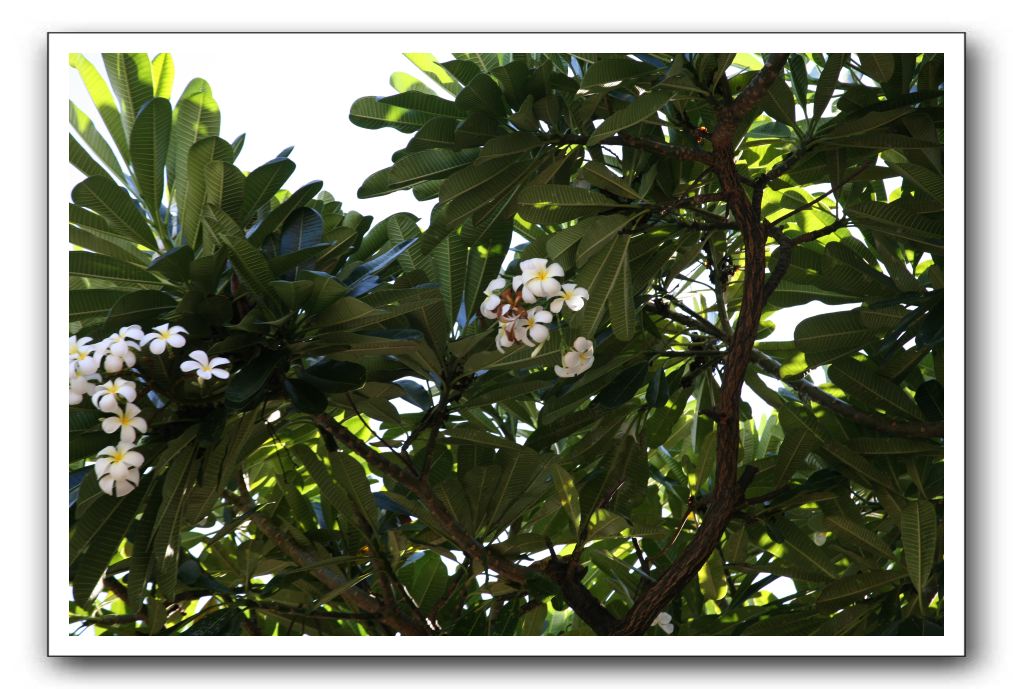 Maui-Reefdancer-012