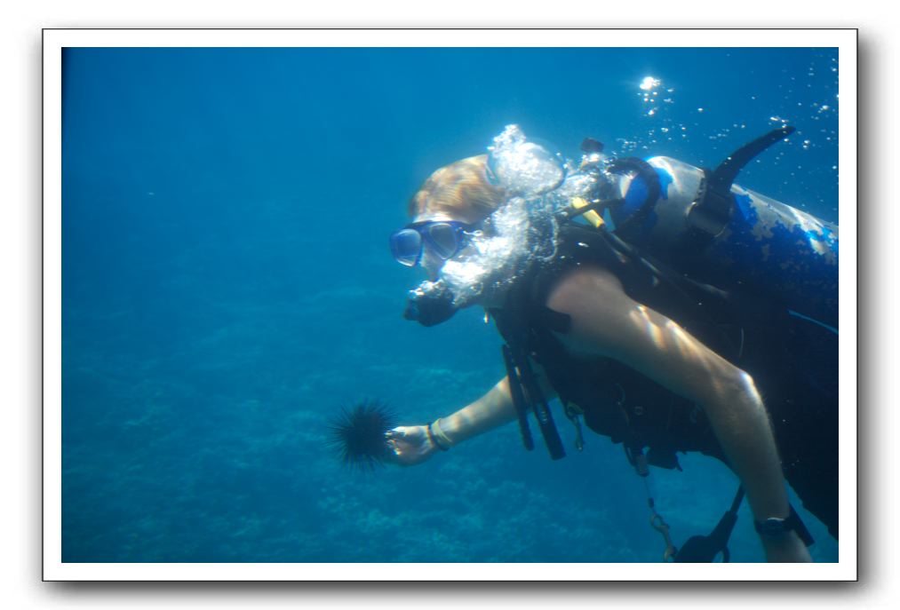 Maui-Reefdancer-120