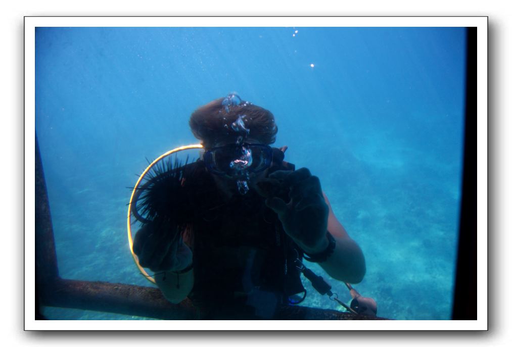 Maui-Reefdancer-122