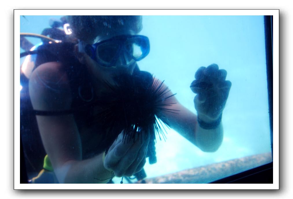 Maui-Reefdancer-127