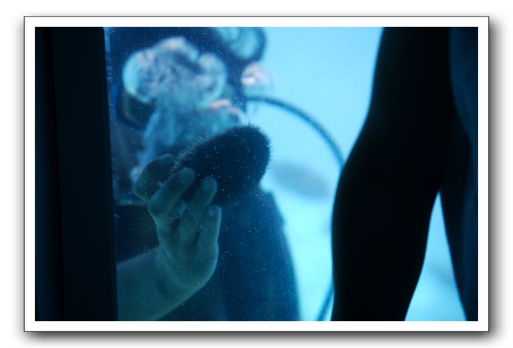 Maui-Reefdancer-131