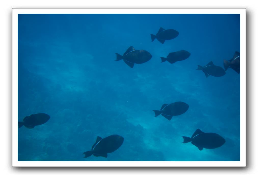 Maui-Reefdancer-132
