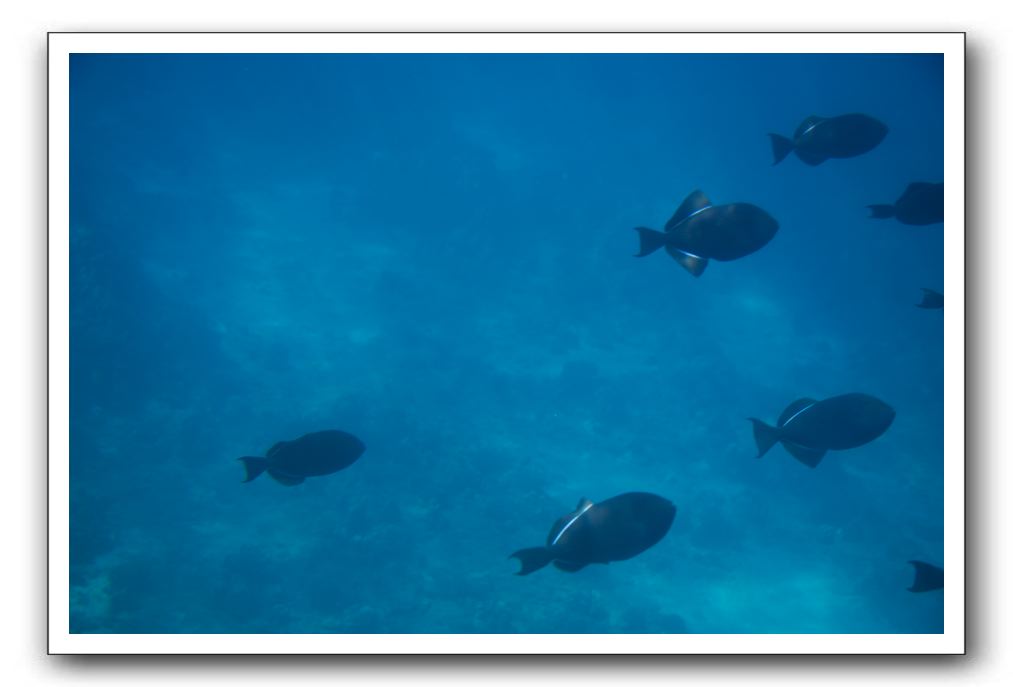 Maui-Reefdancer-133