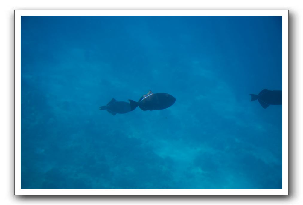 Maui-Reefdancer-134