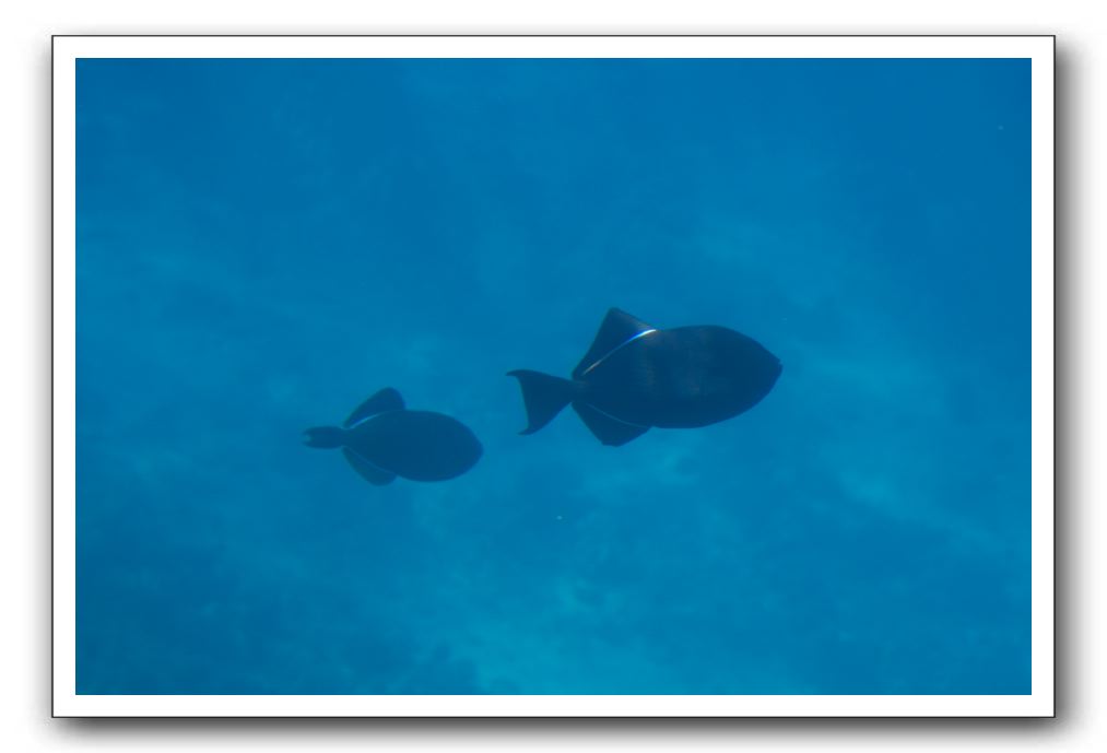 Maui-Reefdancer-135