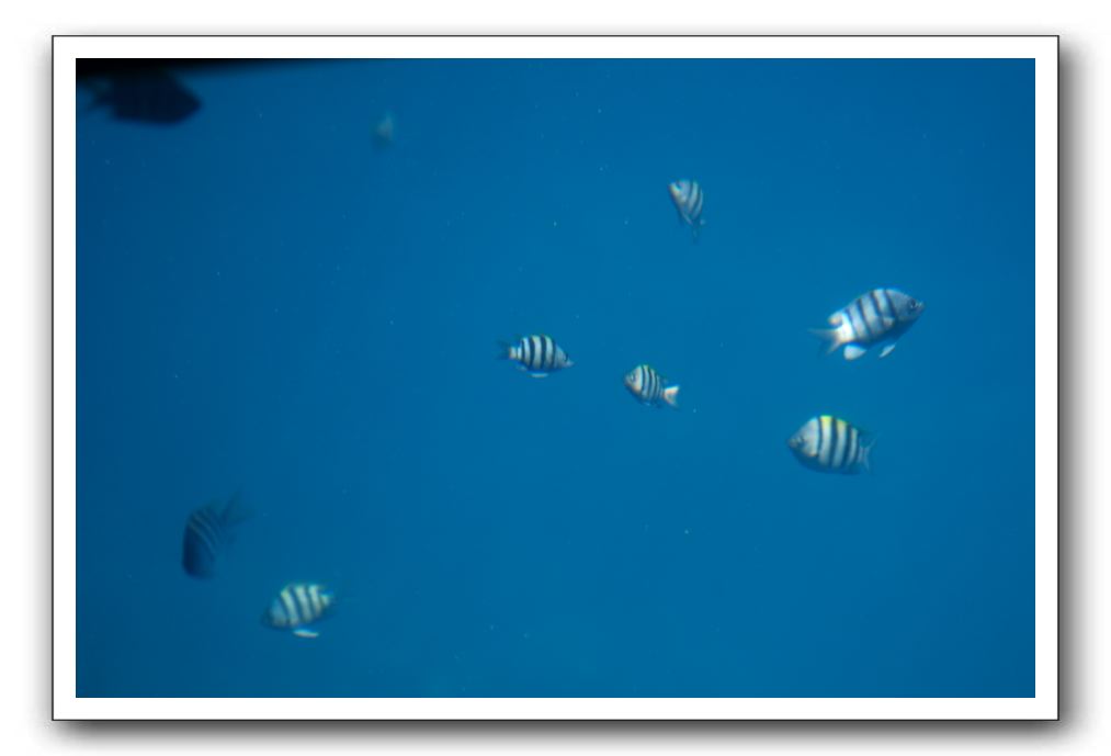 Maui-Reefdancer-136