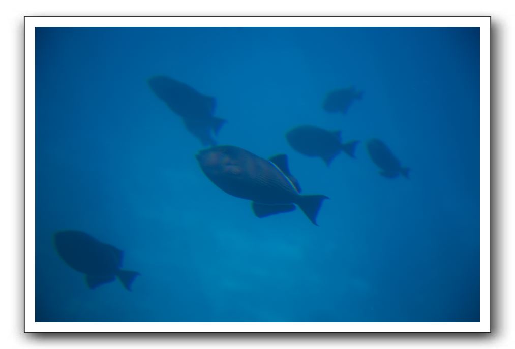 Maui-Reefdancer-139