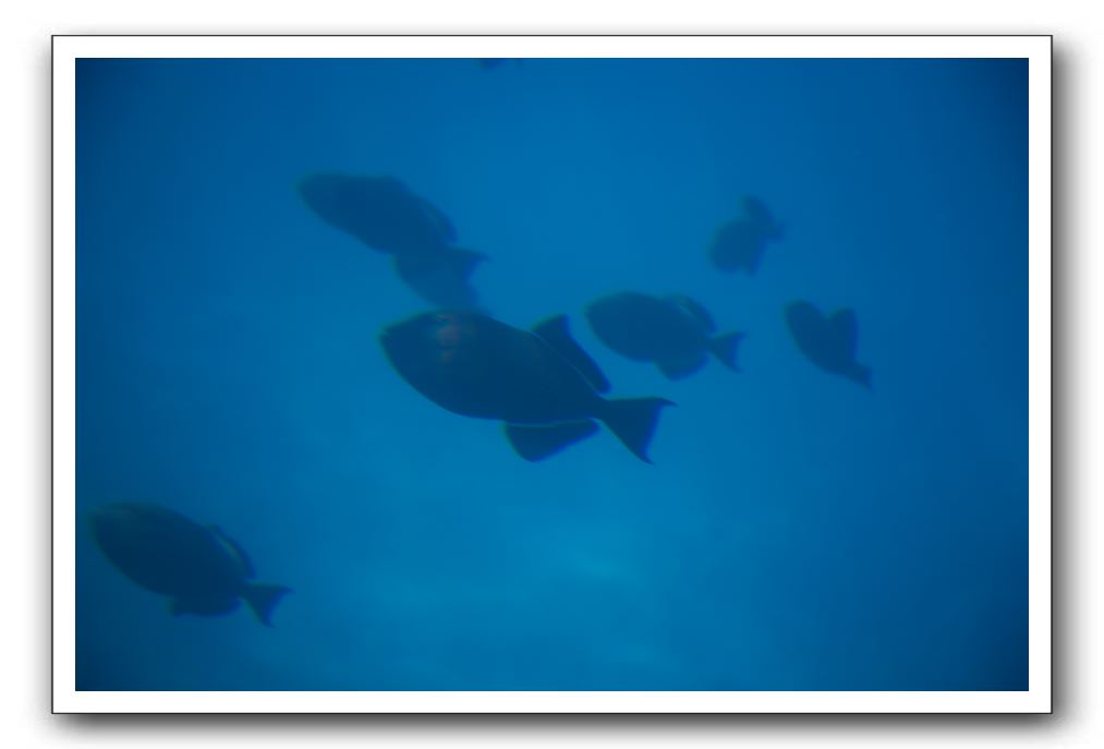 Maui-Reefdancer-140