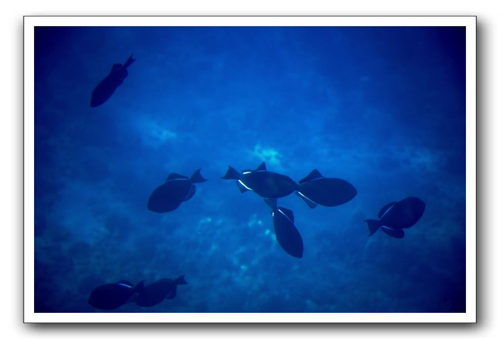 Maui-Reefdancer-144