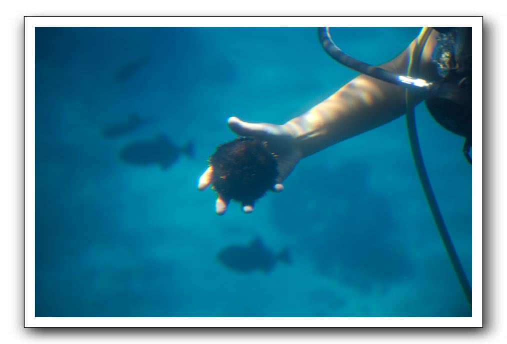 Maui-Reefdancer-145