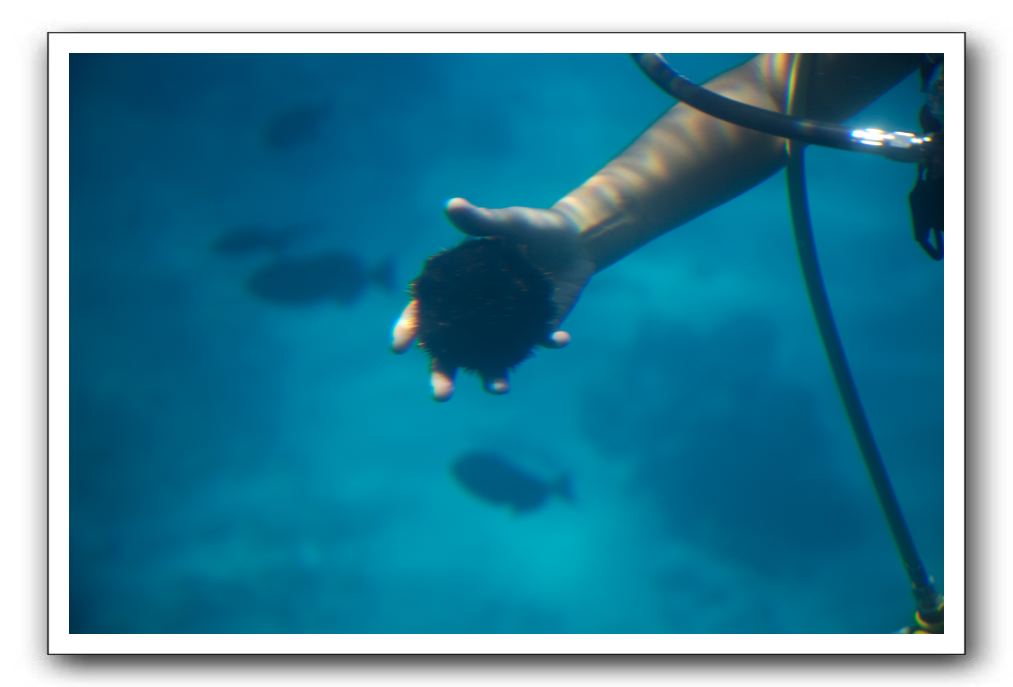 Maui-Reefdancer-146