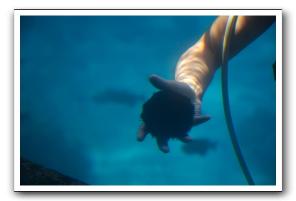 Maui-Reefdancer-147