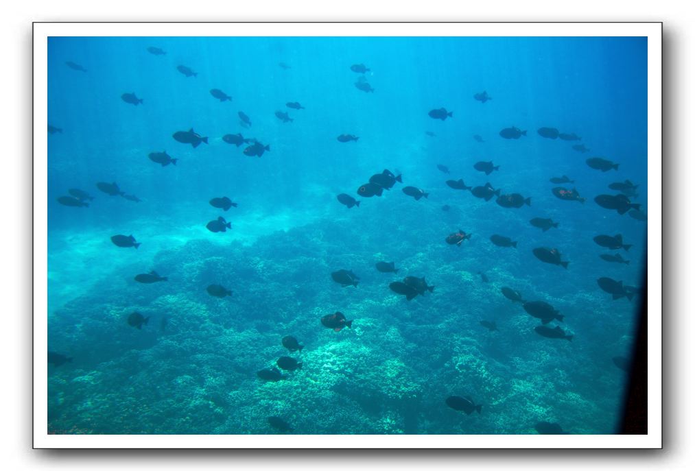 Maui-Reefdancer-151