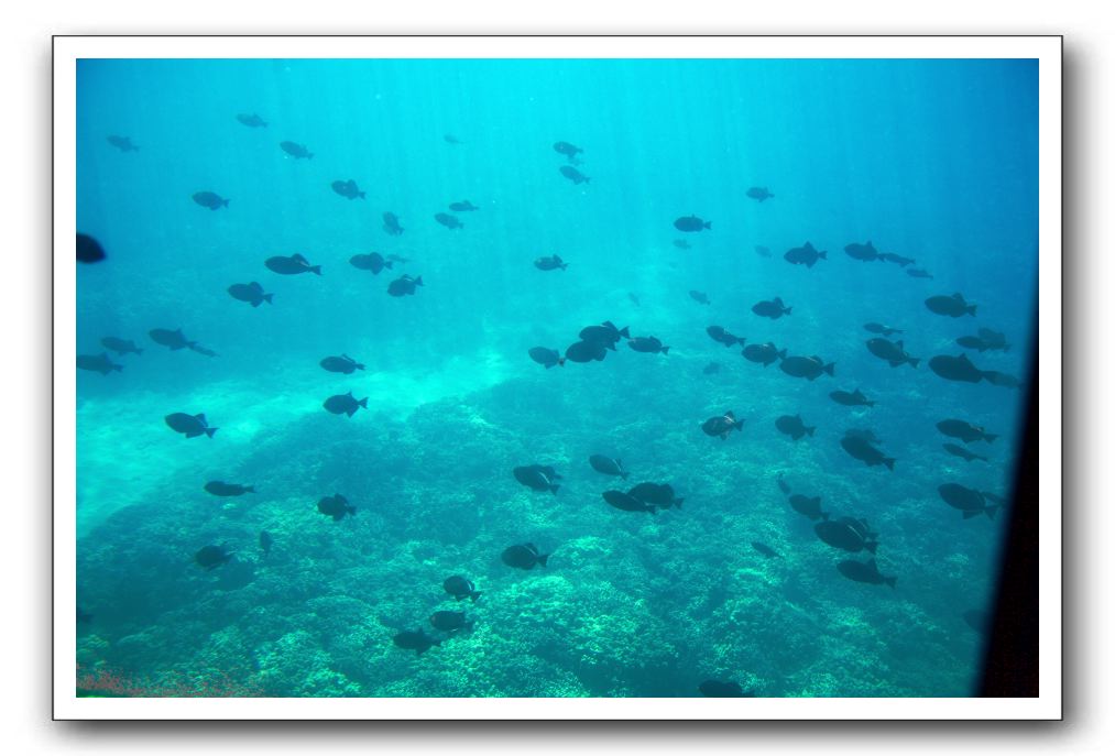 Maui-Reefdancer-152
